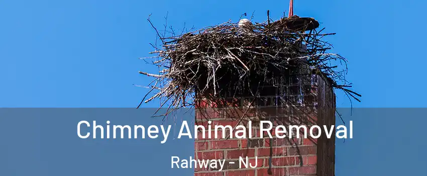 Chimney Animal Removal Rahway - NJ