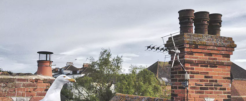 Chimney Cleaning And Restoration in Rahway, New Jersey